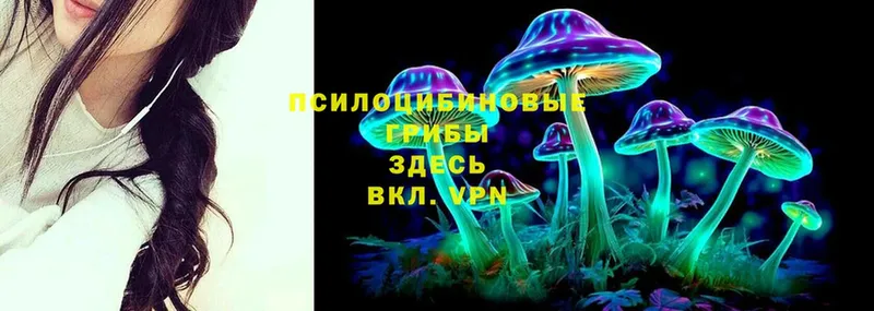 Галлюциногенные грибы Psilocybine cubensis  Переславль-Залесский 